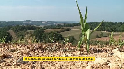 Sécheresse : les élevages à l'agonie, des troupeaux menacés