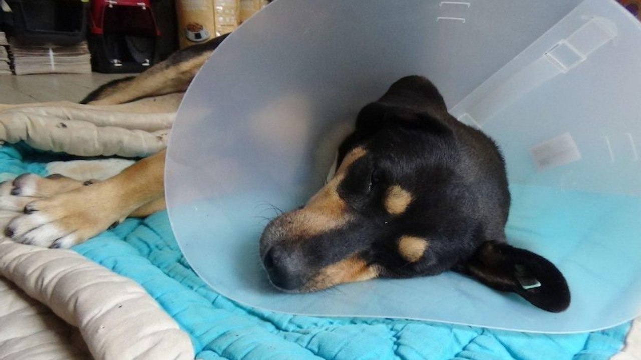 Bunu yapan insan olamaz! Köpeğin vajinasından 1...