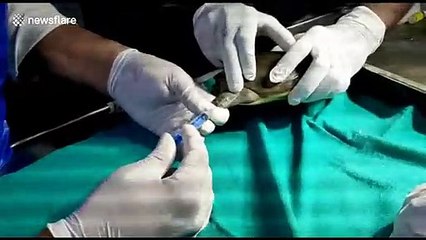 Turtle gets new lease of life after swallowing fish hook
