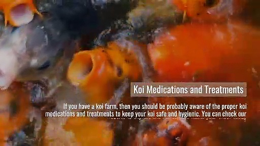 Koi For Sale Near Me