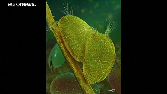 شاهد.. اكتشاف أقدم حيوانات منوية متحجرة في العالم داخل قطعة كهرمان