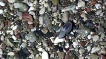 Yılın son caretta caretta yavruları denizle buluştu