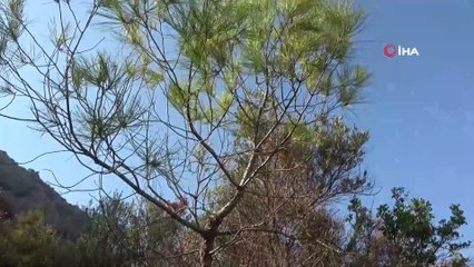 Kayanın içinden çıkan kızılçam ağacı görenleri şaşkına çeviriyor