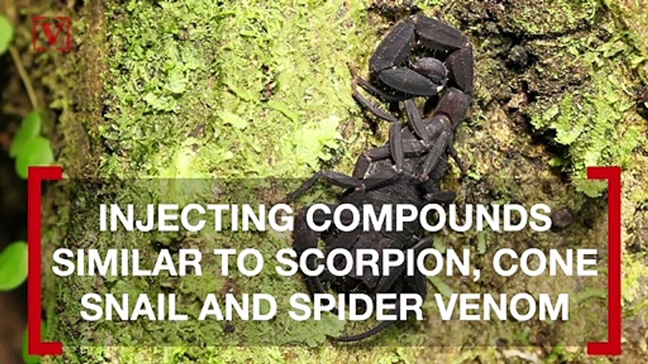 Australian Plants That Inject Venom Could Lead to Better Pain Treatments