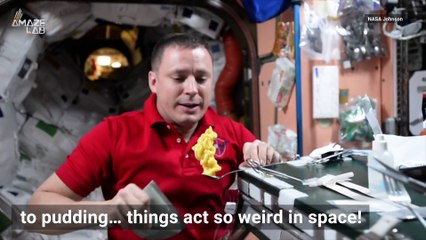 See How Honey’s Behavior Changes in Zero Gravity