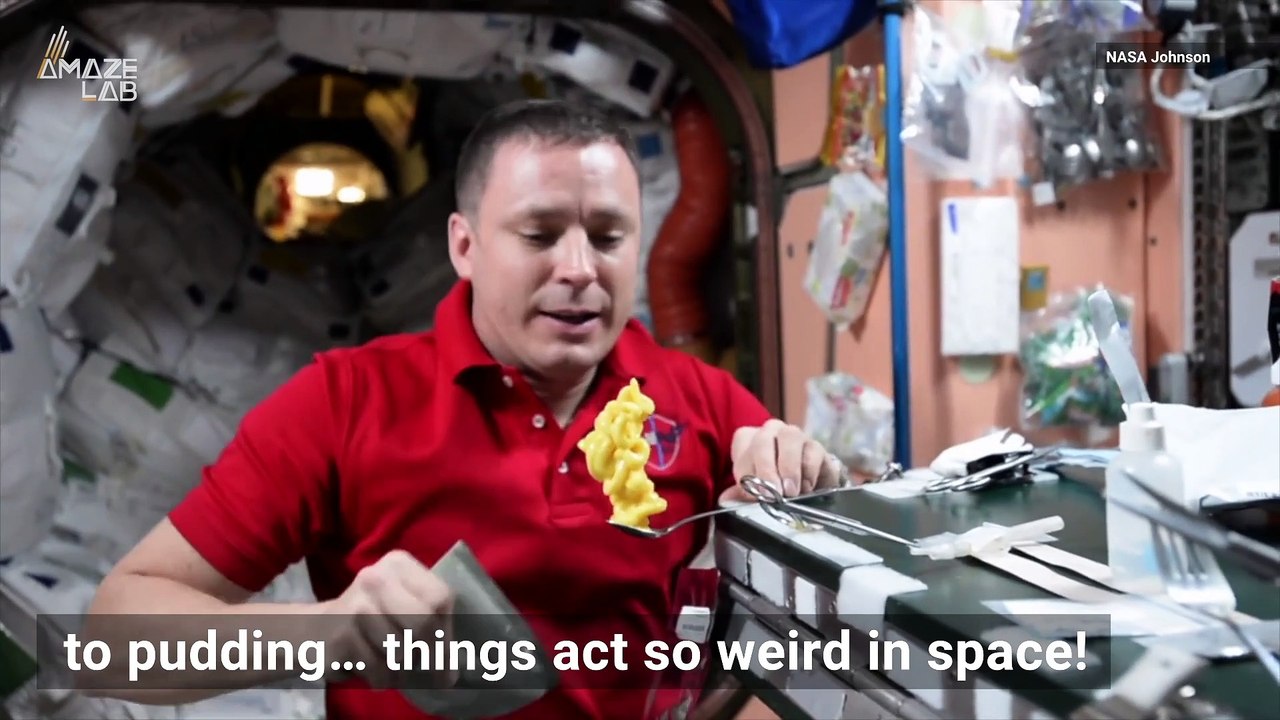 See How Honey’s Behavior Changes in Zero Gravity