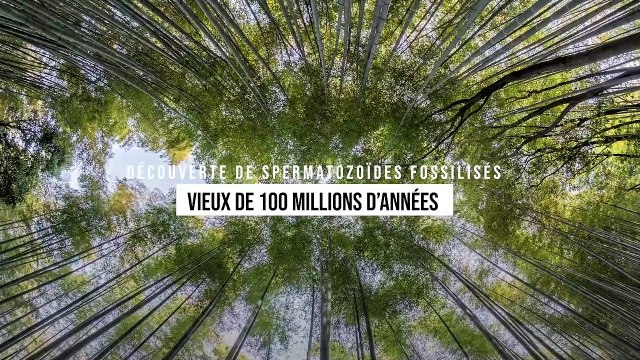 Découverte de spermatozoïdes fossilisés vieux de 100 millions d’années