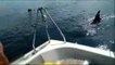 Nuevo ataque de orcas a un velero en Ribadeo