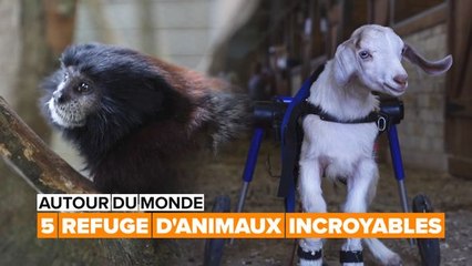 Autour du monde : cinq refuges d'animaux à visiter