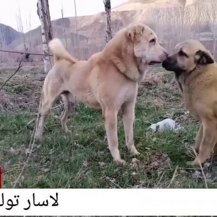 COBAN KOPEKLERiNiN DOSTLUGU - FRiENDSHiP of SHEPHERD DOGS FRiENDS