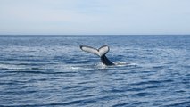 Migrating humpback whales help revive town in Australia amid Covid-19 pandemic