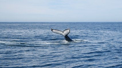 Migrating humpback whales help revive town in Australia amid Covid-19 pandemic