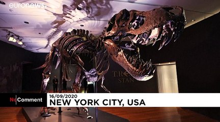 One of the largest T-rex skeletons set to go up for auction