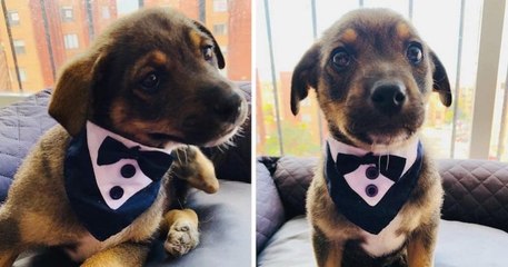 Ces photos montrent un chiot en smoking attendant ses nouveaux propriétaires qui ne sont jamais venus le chercher