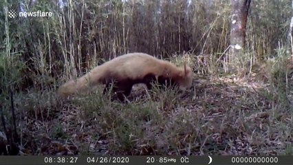 Wild albino red panda spotted in southern China for the first time