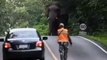 Cet éléphant zigzag sur une route alors qu'une voiture passe