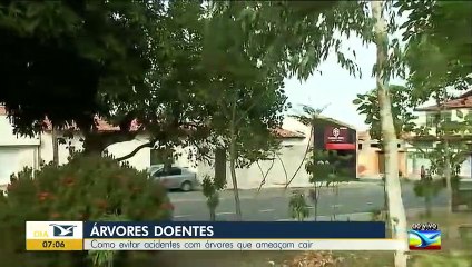 Árvores doentes ameaçam cair em São Luís MA.
