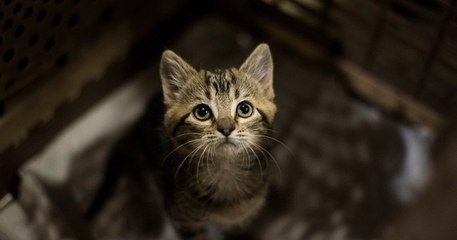 Ce député veut rendre obligatoire la stérilisation de « tous les chats qui ne sont pas destinés à la reproduction »