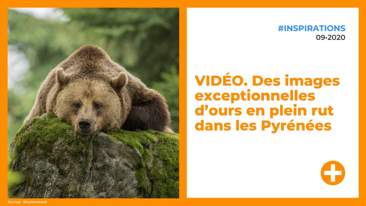 VIDÉO. Des images exceptionnelles d’ours en plein rut dans les Pyrénées