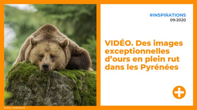 VIDÉO. Des images exceptionnelles d’ours en plein rut dans les Pyrénées