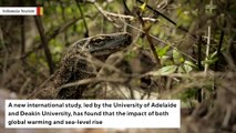 Komodo dragons could disappear due to climate change