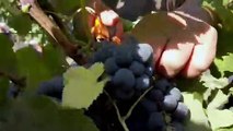 Italia, inizia la vendemmia (assai diversa, causa pandemia)