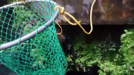 Indian officials rescue golden jackal that fell into deep well