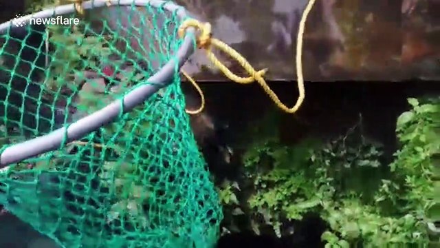 Indian officials rescue golden jackal that fell into deep well