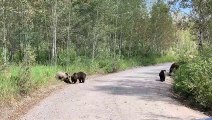 Grizzly Bear 399 and Her Four Cubs