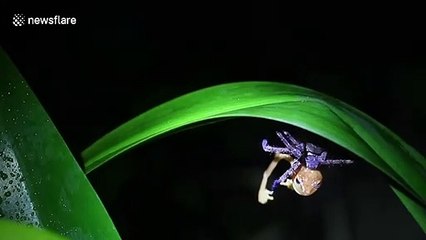 Purple huntsman spider seen eating a frog twice its size in India