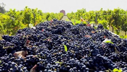 L'Italie à l'heure des vendanges sous Covid-19