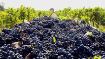 L'Italie à l'heure des vendanges sous Covid-19