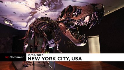 Stan, un T-Rex aux enchères à New York