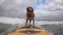 Dog Shows Smooth Skills While Surfing At Beach