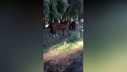 Un cheval futé trouve le moyen de franchir une clôture