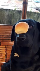 Patient Labrador Retriever Skillfully Balances Bread