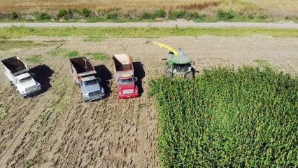 Picado de sorgo, La Maruja, La Pampa