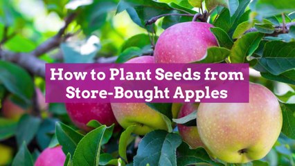 How to Plant Seeds from Store-Bought Apples