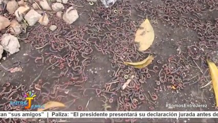 PLAGA DE ORUGAS SE COMEN PLANTACION DE YUCAS