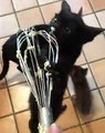 Black Bengal Kitten Clings to Whisk for Yummy Batter