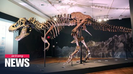 One of the world's biggest Tyrannosaurus skeletons up for auction