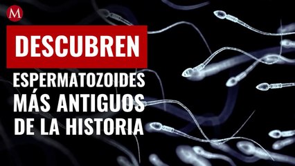 ¡100 millones de años! Descubren espermatozoides más antiguos de la historia