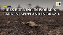 Fires ravaging world’s largest wetland and large parts of the Amazon rainforest in Brazil