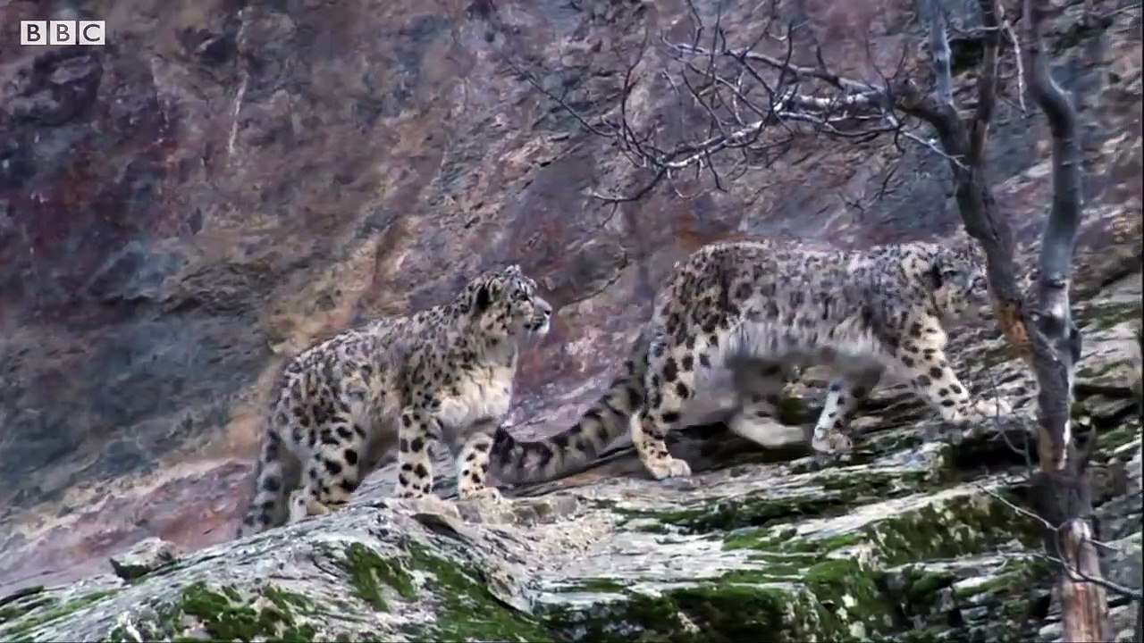 Best Wild Animal Chases _ Top 5 _ BBC Earth video Dailymotion