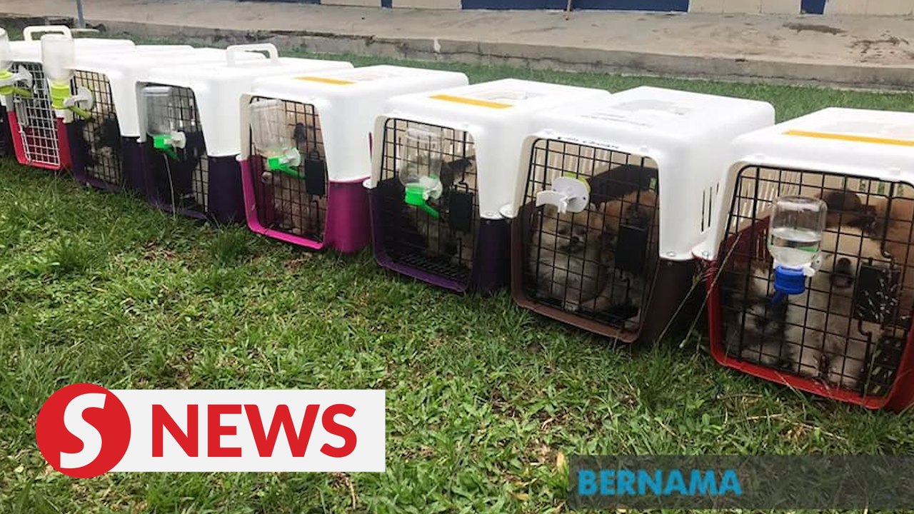 Maqis foils attempt to smuggle 23 dogs into the country