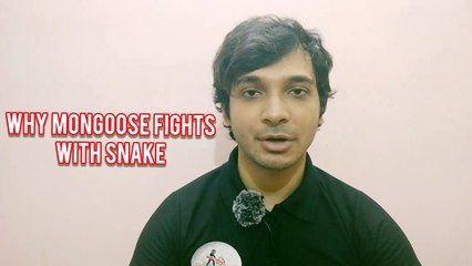Why Mongoose Fight With Snake?