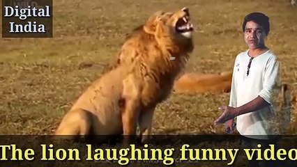 The lion laughing