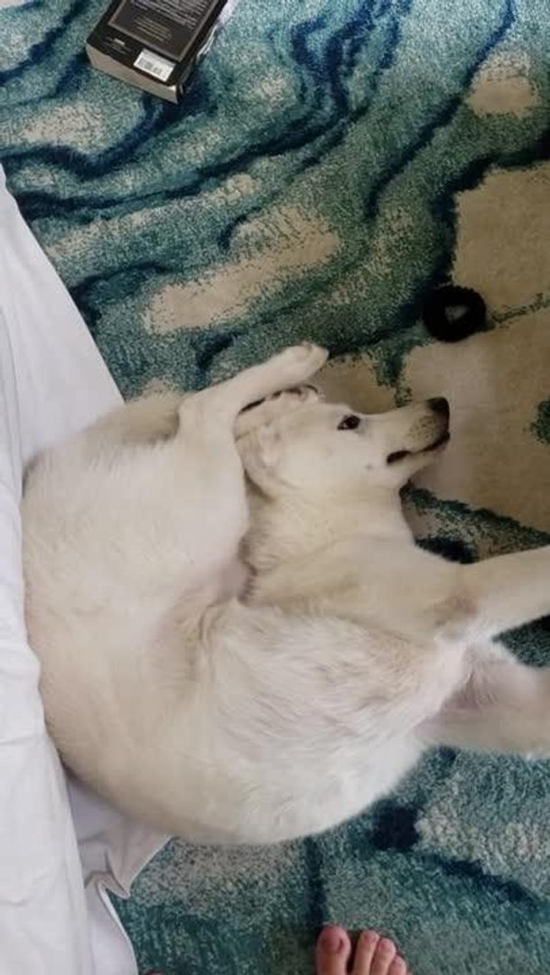 Why Does My Dog Lay Weird