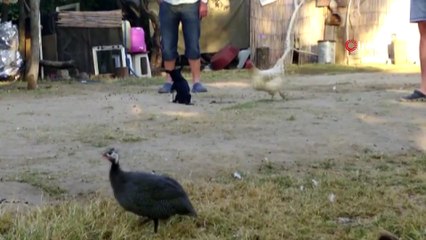 Saldırıya uğrayan köpek tedavi altına alındı