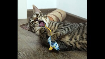 English Synonyms and Antonyms, Section 40: Likely to Love